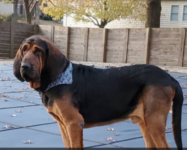 Safe Bloodhound in Blue Springs, MO