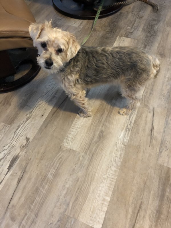 Safe Yorkshire Terrier in Roswell, GA