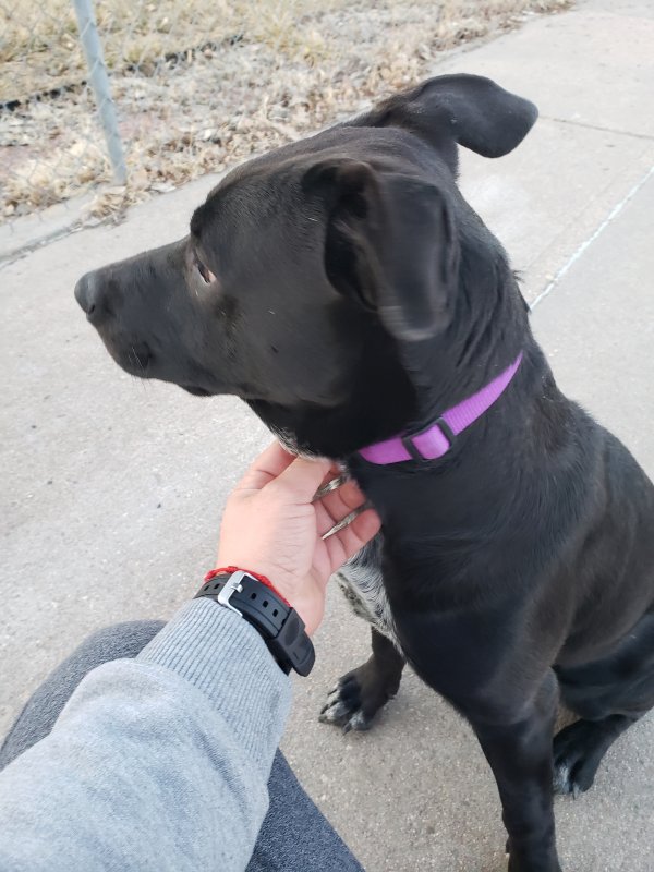Safe Mutt in Commerce City, CO