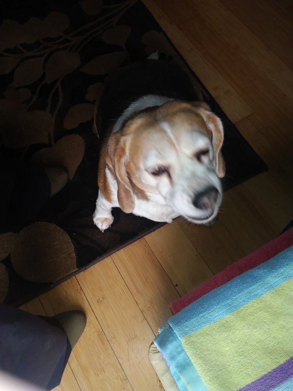 Safe Beagle in Youngstown, OH