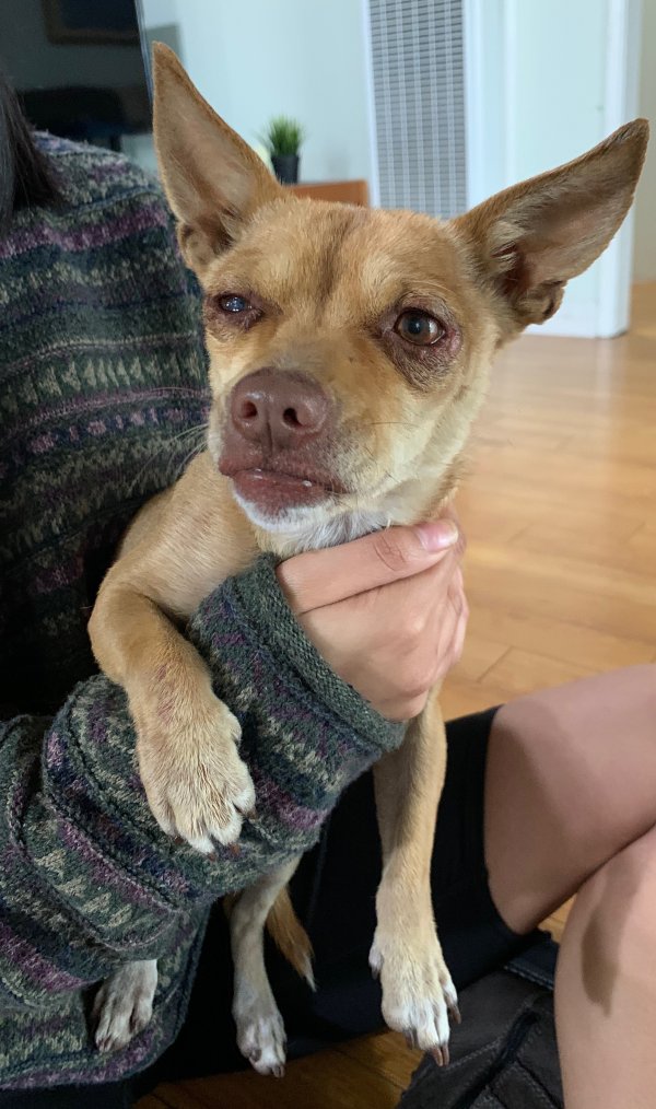 Safe Chihuahua in Covina, CA