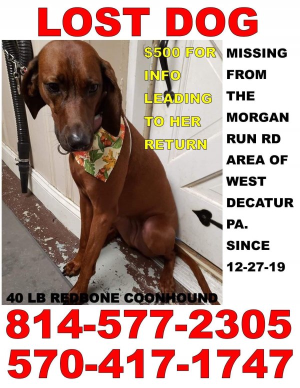 Safe Redbone Coonhound in West Decatur, PA