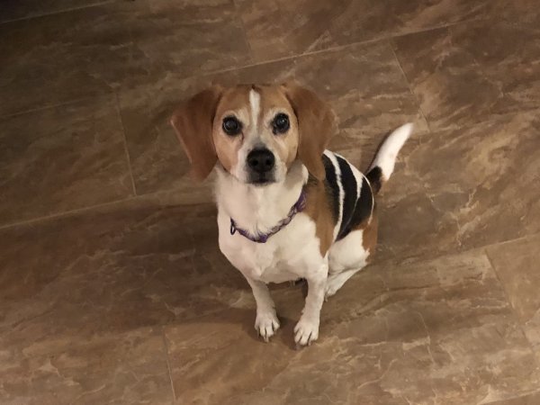 Safe Beagle in Katy, TX