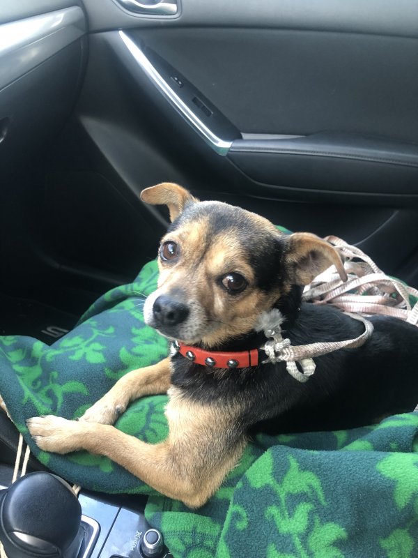 Safe Chihuahua in Tustin, CA