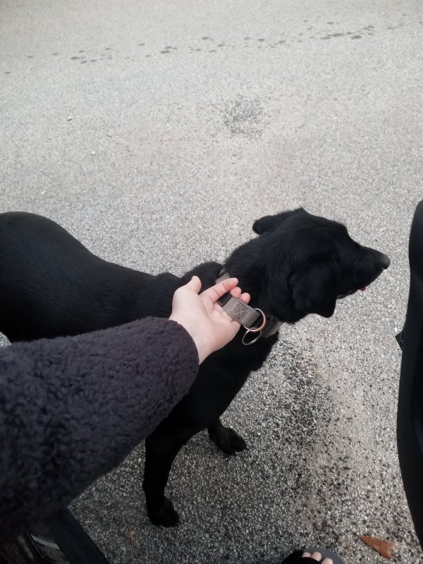 Safe Labrador Retriever in Monroe, GA