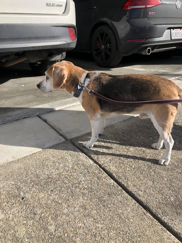 Safe Beagle in Brentwood, CA