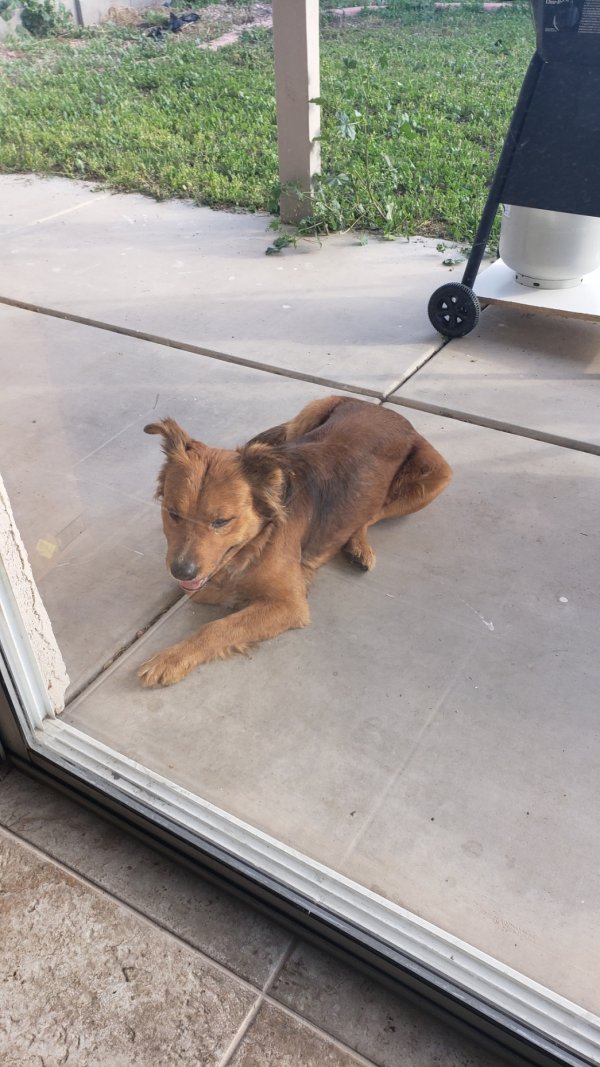 Safe Dog in Mesa, AZ