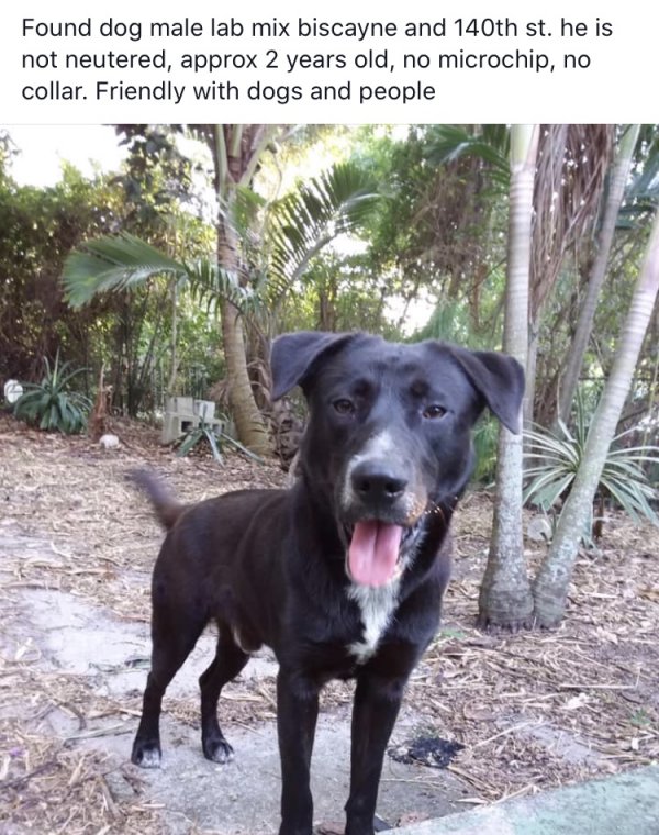 Safe Labrador Retriever in Fort Lauderdale, FL