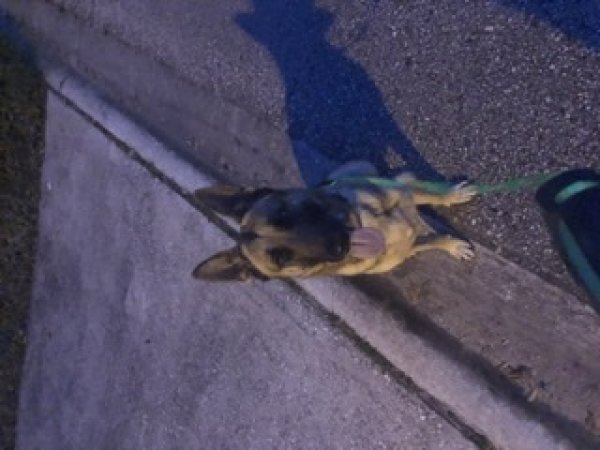 Safe German Shepherd Dog in Saint Johns, FL