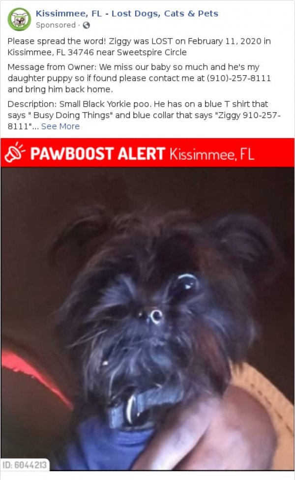 Safe Poodle in Kissimmee, FL