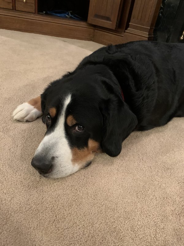 Safe Greater Swiss Mountain Dog in Sewickley, PA