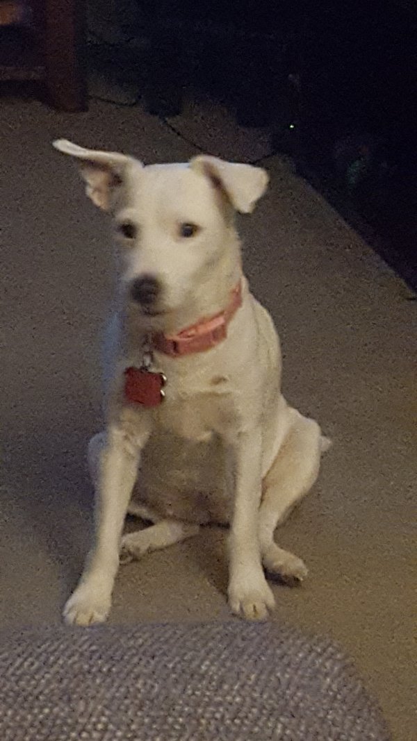Safe Jack Russell Terrier in Garland, TX