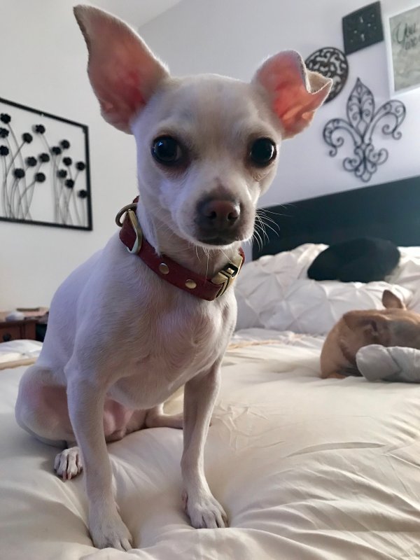 Safe Chihuahua in Diamond Bar, CA