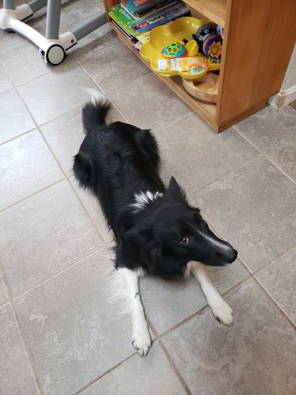 Safe Border Collie in Baltimore, MD