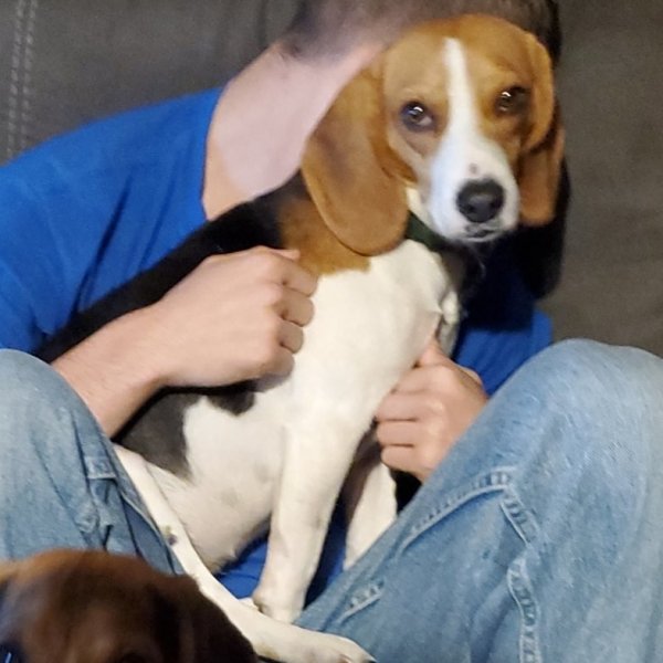 Safe Beagle in Burbank, OH