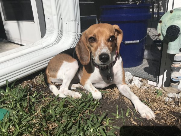 Safe Beagle in Jupiter, FL