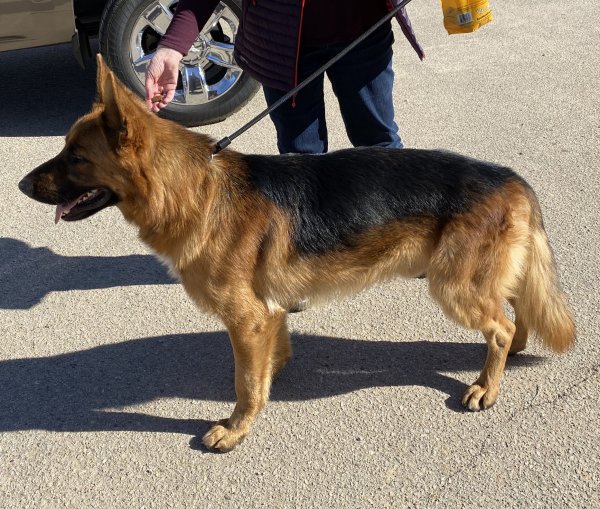 Safe German Shepherd Dog in Lancaster, CA