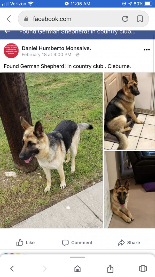 Safe German Shepherd Dog in Cleburne, TX