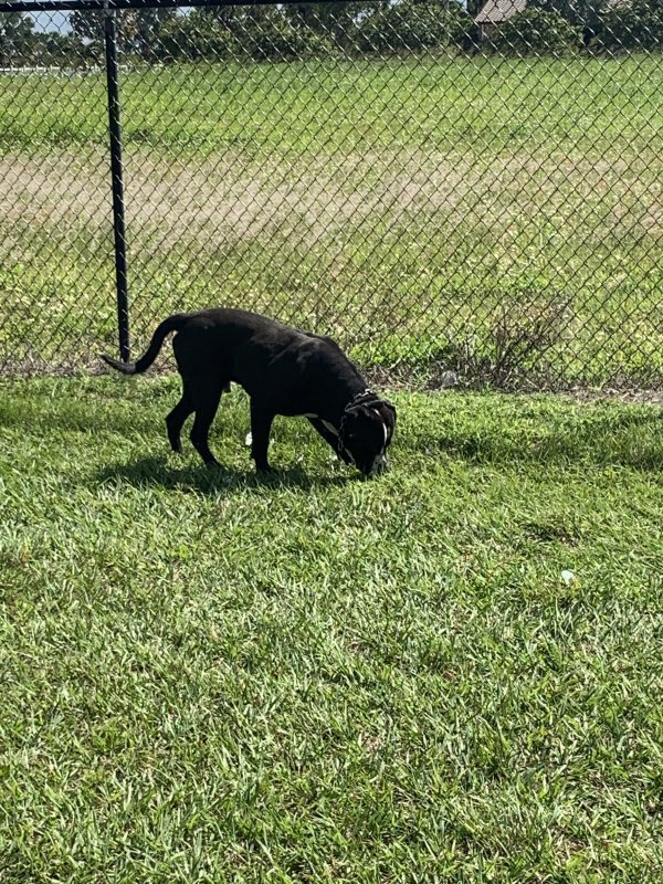 Safe Dog in Homestead, FL