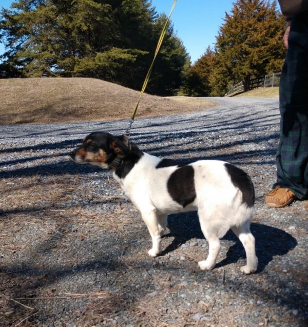 Safe Jack Russell Terrier in Delaplane, VA