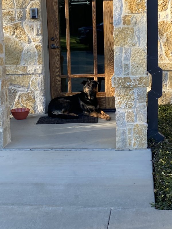 Safe German Shepherd Dog in Fort Worth, TX