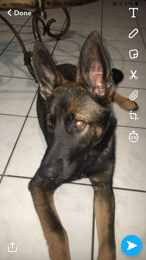 Safe German Shepherd Dog in Naples, FL