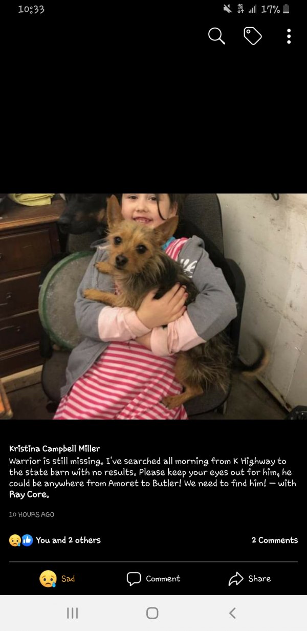 Safe Yorkshire Terrier in Butler, MO