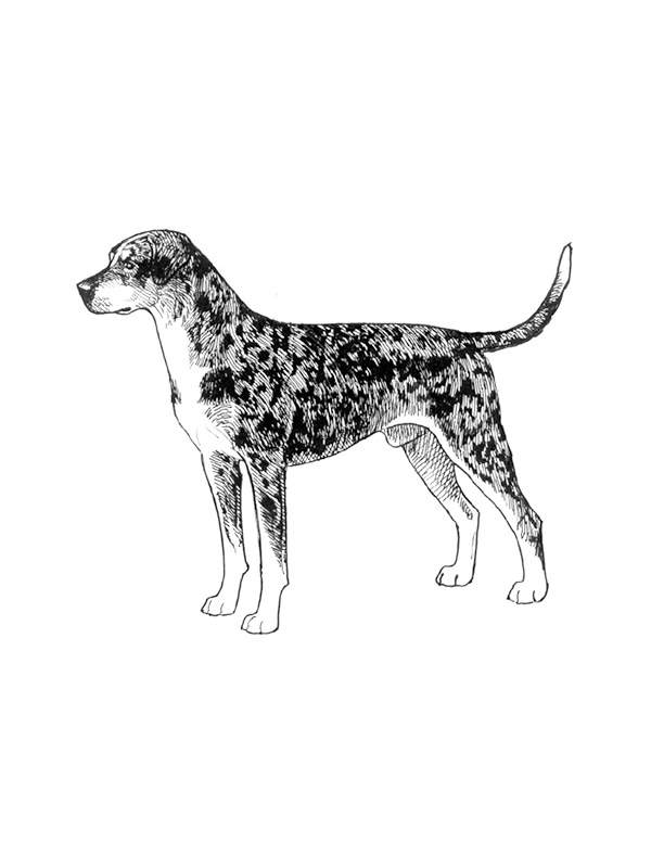 Safe Catahoula Leopard in Holiday, FL