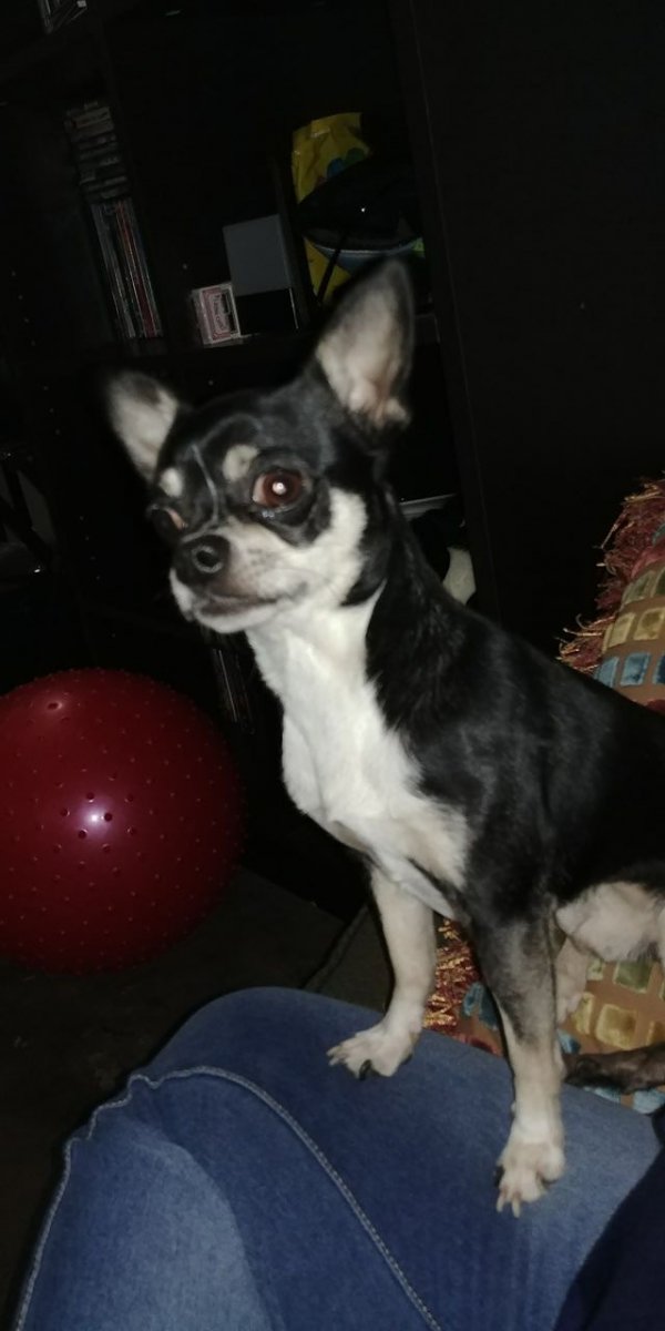 Safe Chihuahua in Austin, TX