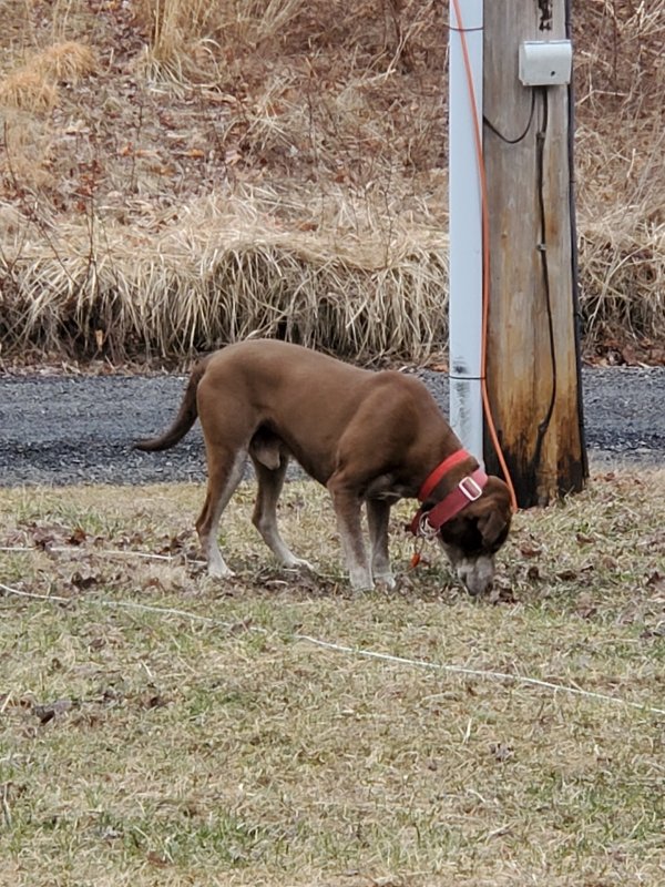 Safe Labrador Retriever in West Decatur, PA