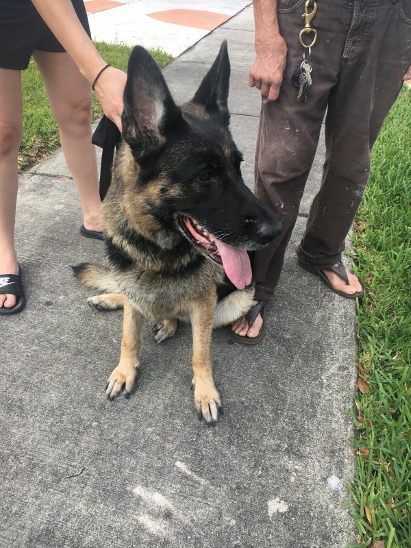 Safe German Shepherd Dog in Fort Lauderdale, FL