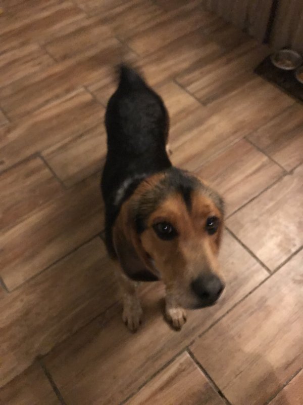 Safe Beagle in Utica, NY