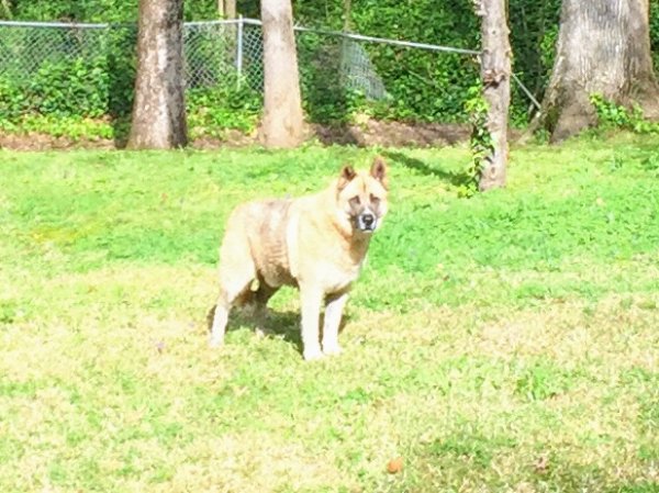 Safe German Shepherd Dog in Atlanta, GA