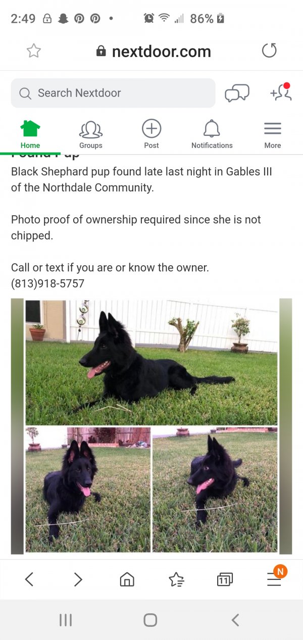 Safe German Shepherd Dog in Tampa, FL