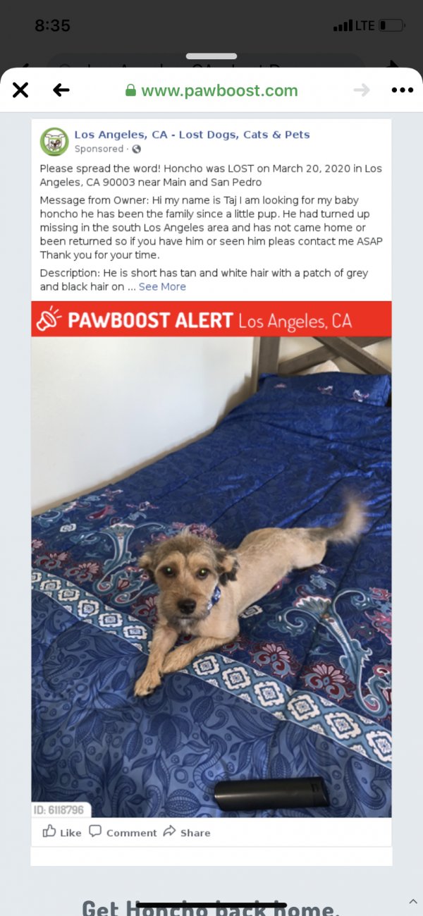Safe Dog in Los Angeles, CA