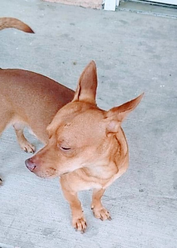 Safe Chihuahua in San Antonio, TX
