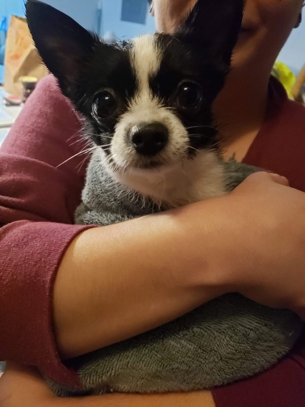 Safe Chihuahua in Kent, WA