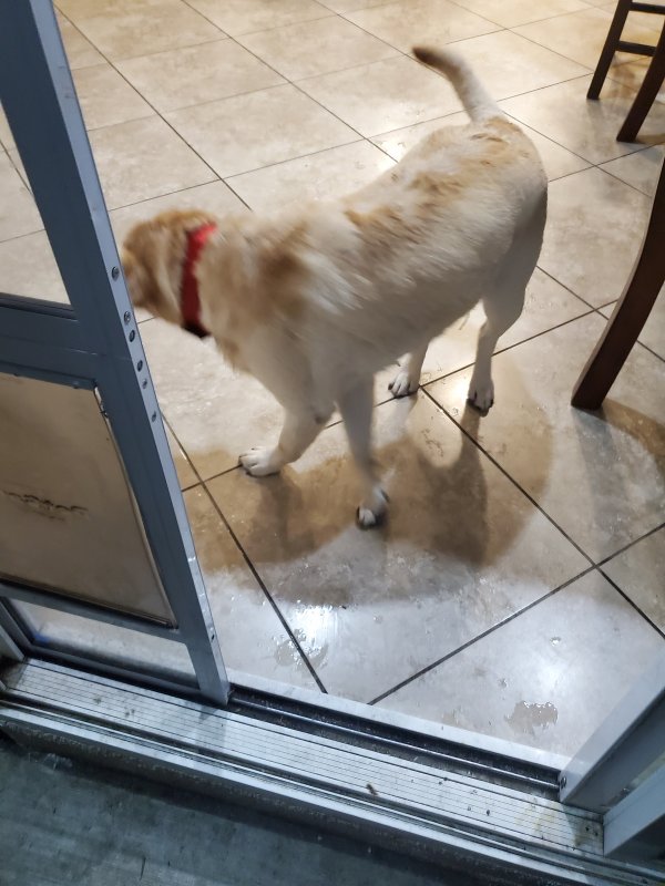 Safe Labrador Retriever in Menifee, CA