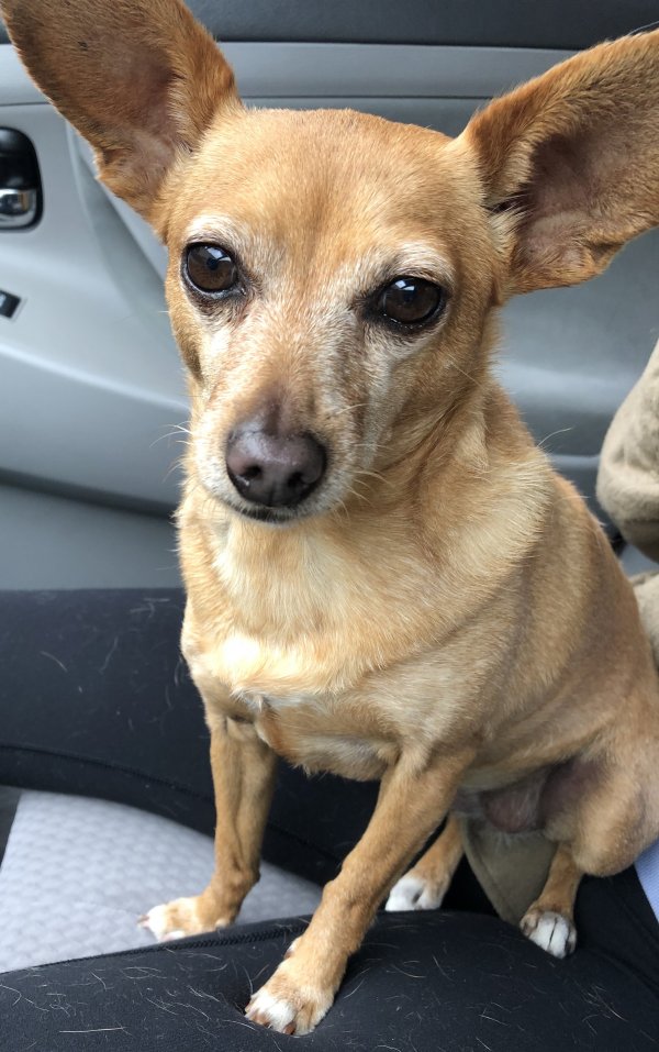 Safe Chihuahua in Pasadena, CA