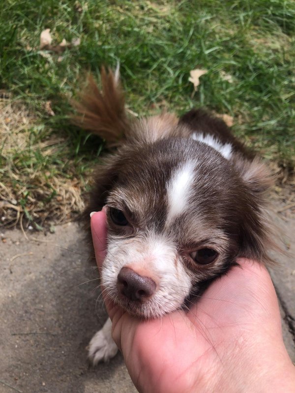 Safe Chihuahua in Haysville, KS