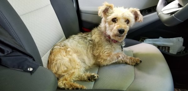 Safe Yorkshire Terrier in Caneadea, NY