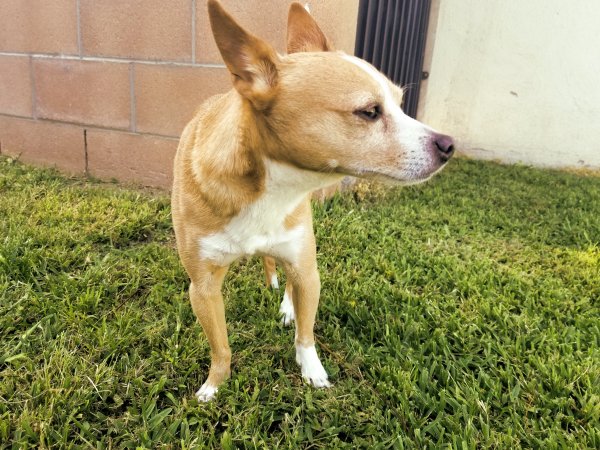 Safe Chihuahua in Fountain Valley, CA