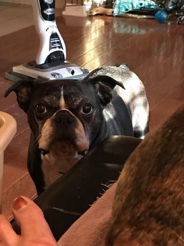 Safe Boston Terrier in Uniontown, OH