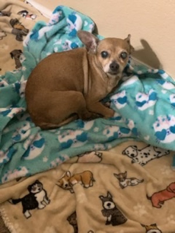 Safe Chihuahua in Lehigh Acres, FL