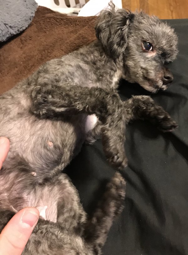 Safe Poodle in Chattanooga, TN