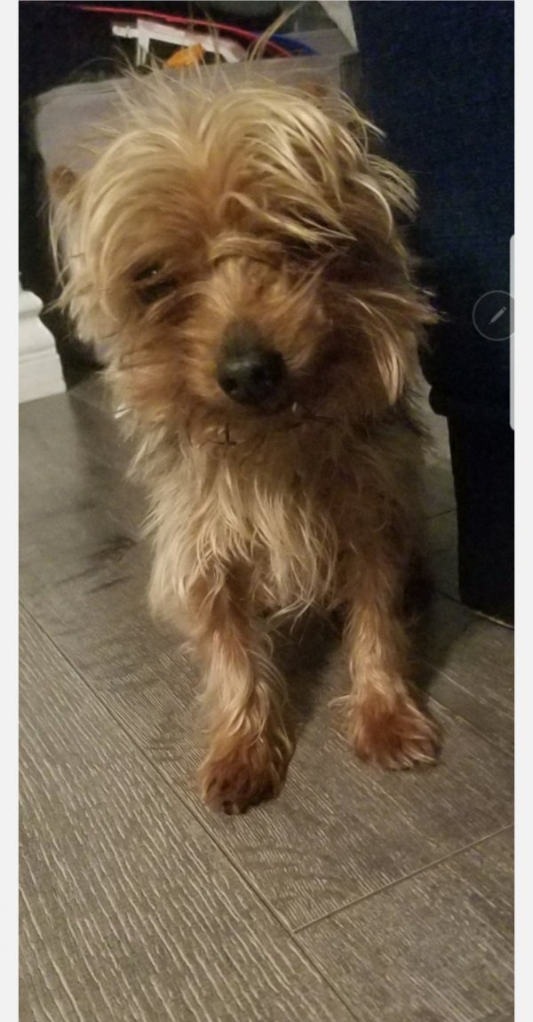 Safe Yorkshire Terrier in West Covina, CA