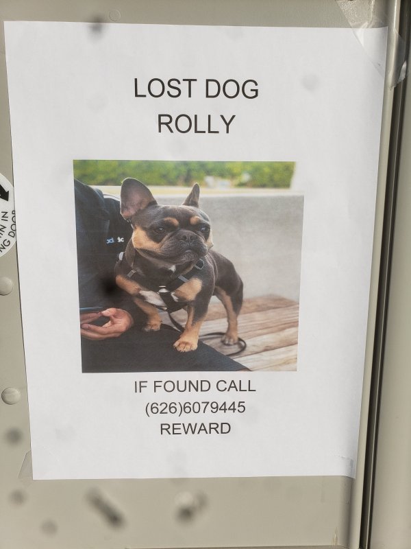 Safe French Bulldog in Fontana, CA