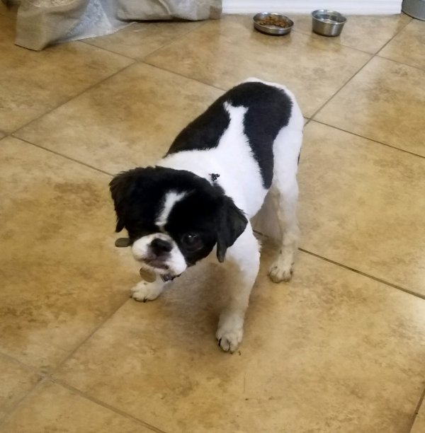 Safe Japanese Chin in Homestead, FL