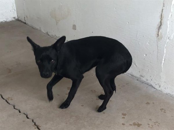 Safe Chihuahua in Litchfield Park, AZ