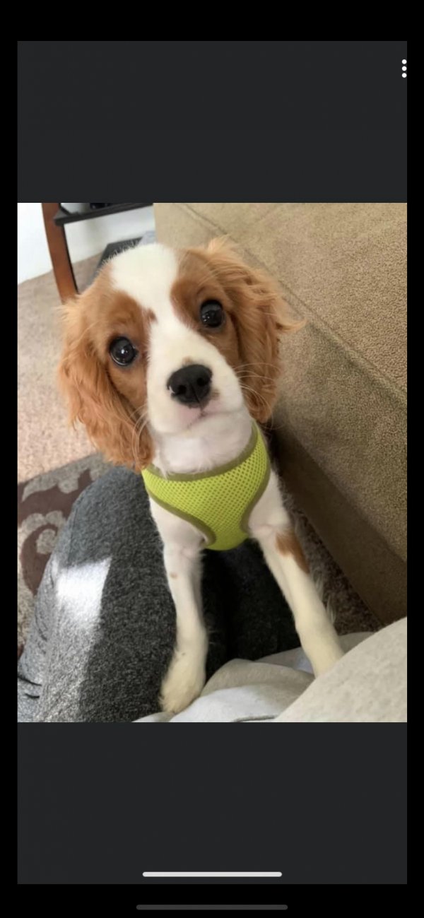 Safe Cavalier King Charles Spaniel in Chicago, IL